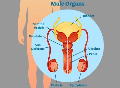 Organ Prostat